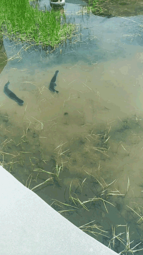 农村小河,两条一米长大鱼,浅水里游荡