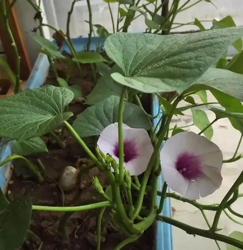 阳台种植的红薯开出了"喇叭花",疑是转基因,闹出了大笑话