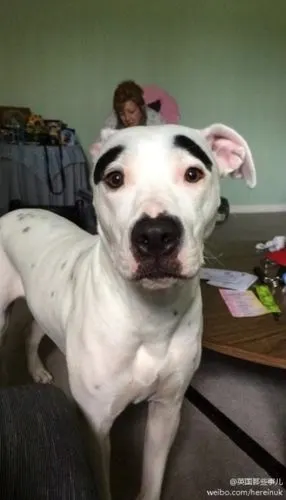 一哥们养的狗长了对黑眉毛. . 各种忧桑的囧萌感.