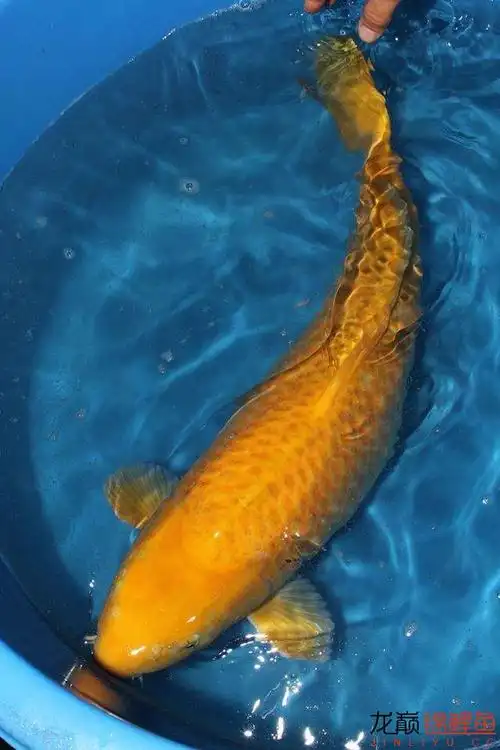 漂亮的黄金锦鲤 - 锦鲤玩家 - 龙巅锦鲤鱼