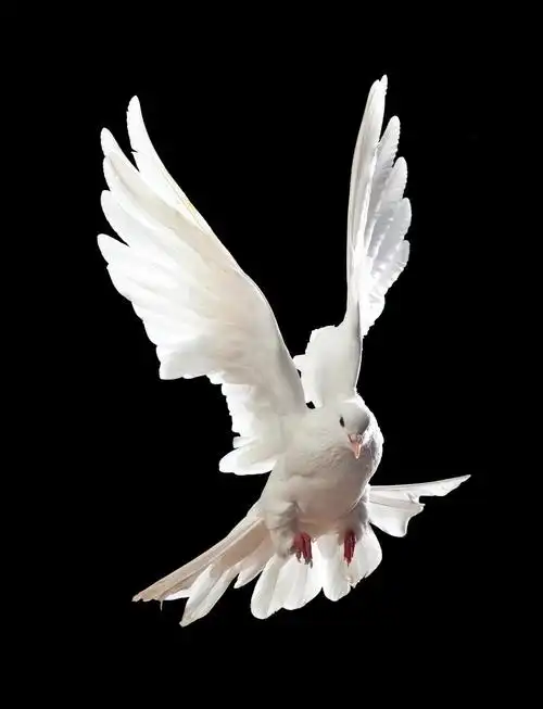 飞起来的鸽子飞行的鸽子白鸽鸟类动物