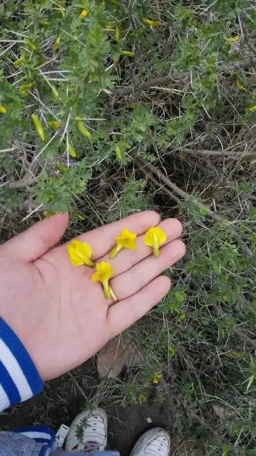 骆驼刺图片(乌鲁木齐的这种黄花你们认识吗) - 赤虎壹号