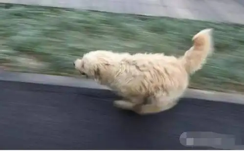 小狗狗狂追观光车飞奔1公里还不愿停下,而背后原因却让人痛心!