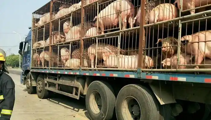 宜宾4男子冒充政府工作人员敲诈运猪车辆被刑拘