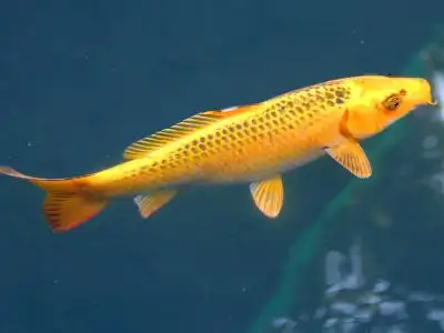 最名贵十种锦鲤鱼图片全世界共有鲤科鱼类210属3