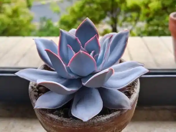 多肉广寒宫,出状态的时候颜色粉紫,叶片上带有一层厚厚的白粉,给人一