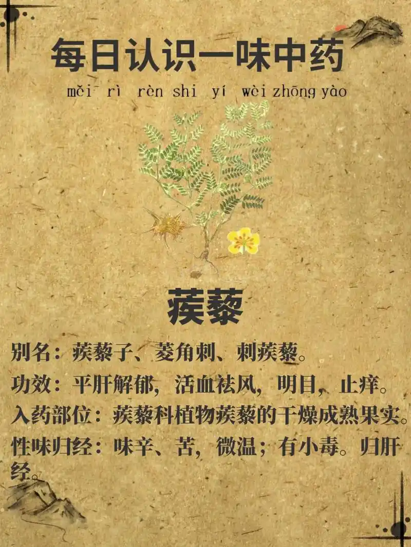 【蒺藜】每日认识一味中药.蒺藜 别名:蒺藜子,旁通,屈人,止 - 抖音