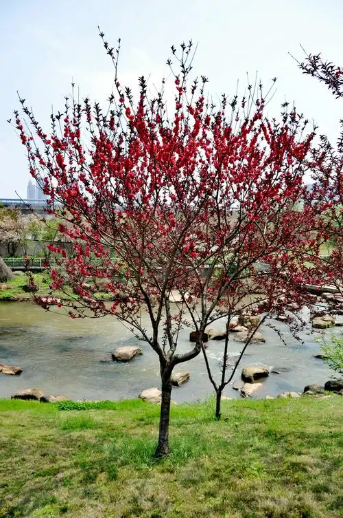 别称"紫叶碧桃"