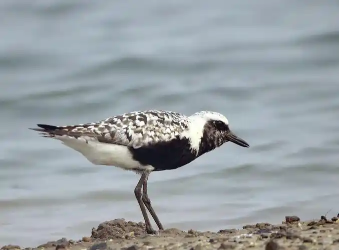 灰雁来到南戴河今日鸟况