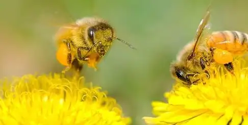 既然已经造成,工蜂和雄蜂就让其自生自灭,至于蜂王,为了发育良好,我们
