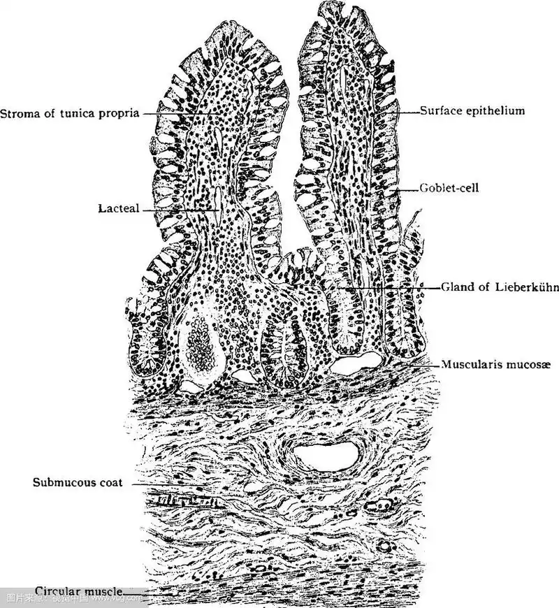 小肠绒毛的横切面