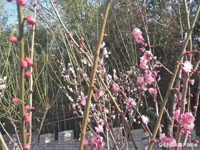 单县浮龙湖畔春花笑