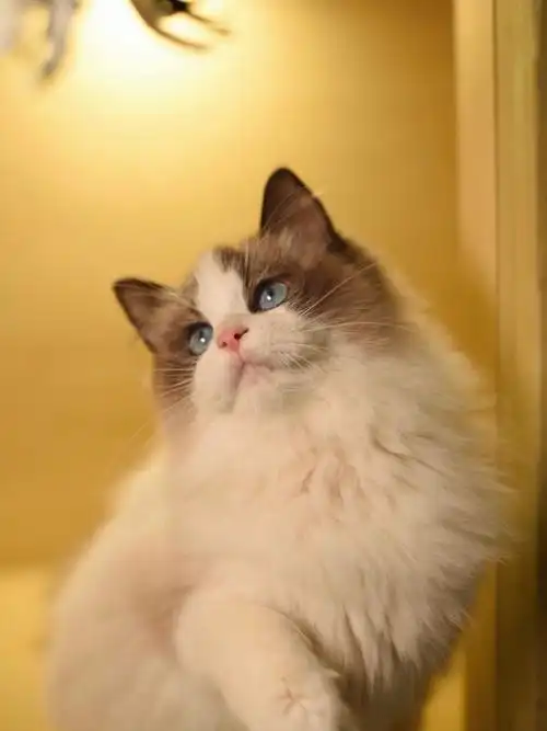 海双布偶猫特价找新家图上已售