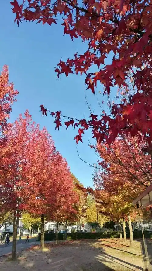 北美枫香图片(北美枫香图片大全大图)