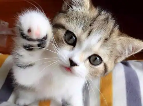 卖萌猫咪简单空间图片_这样简单生活的猫咪_可爱图片