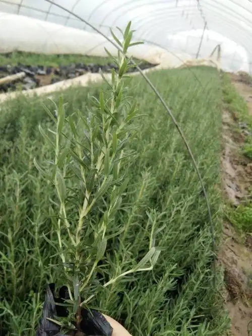 迷迭香 小苗 专业育苗 基地自产自销 量大 一手货源