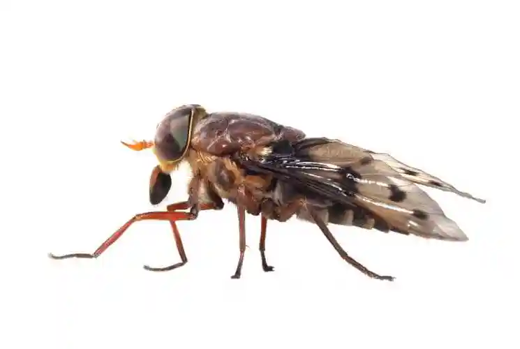 白色背景下的马蝇