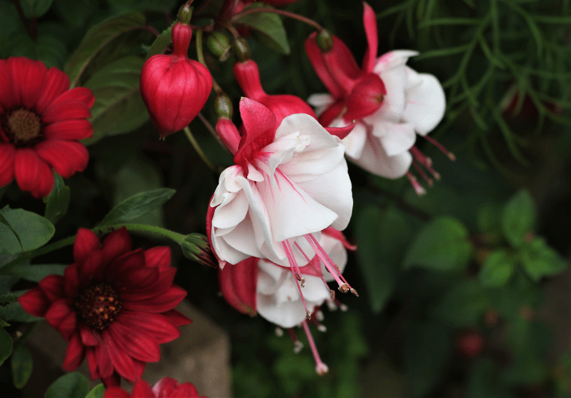 花中娇女倒挂金钟等多种个性独特吸睛的花儿赏析