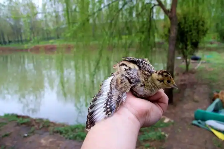 看够了桃花油菜花来这里看郁金香花海吧