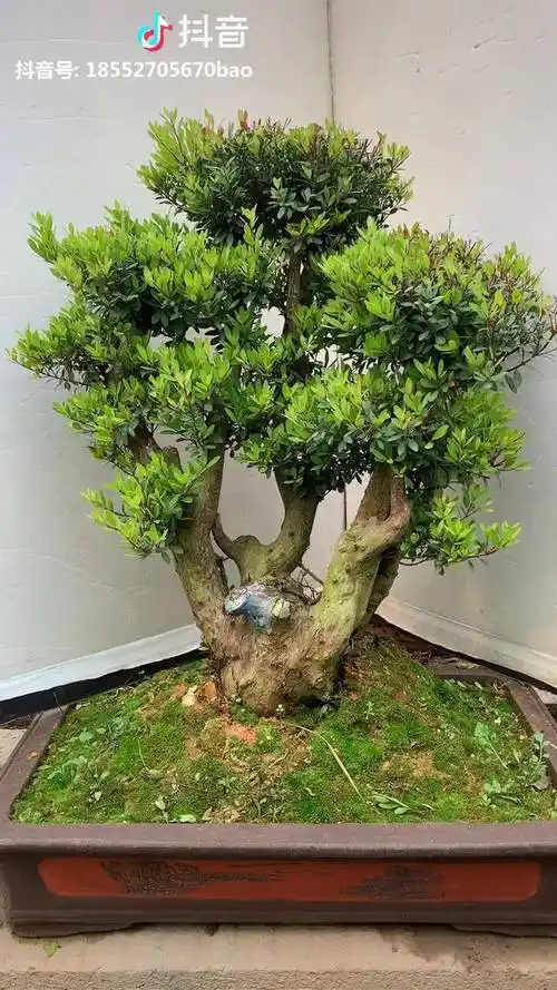 赤楠盆景寓意福寿绵长