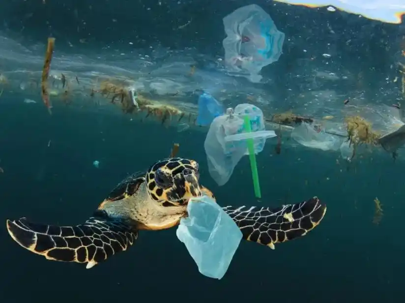 科普篇 | 减少污染,护海蔚蓝.目前海洋环境受到了许多的因素 - 抖音