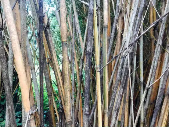 毛竹|竹林|竹鞭|淡竹_网易订阅