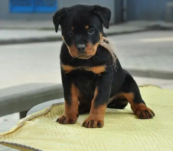 小贴士:出售纯种罗威纳幼犬 健康保证 信誉保证 诚
