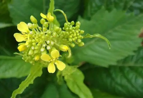 菜根小话·芥菜家族
