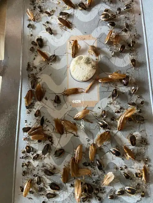 这里的蟑螂又小又多,每个星期要换一次蟑螂屋,怕了怕了在老家30年都没