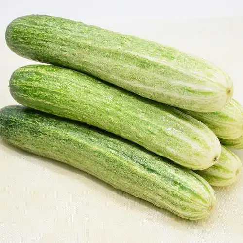 黔东南锦屏【本地黄瓜/旱黄瓜】5斤装 限贵州省内购买,包邮