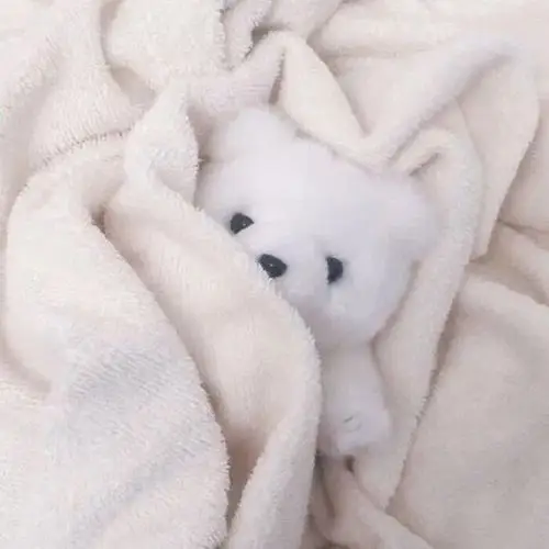 点击收获365天不重样的毛茸茸头像