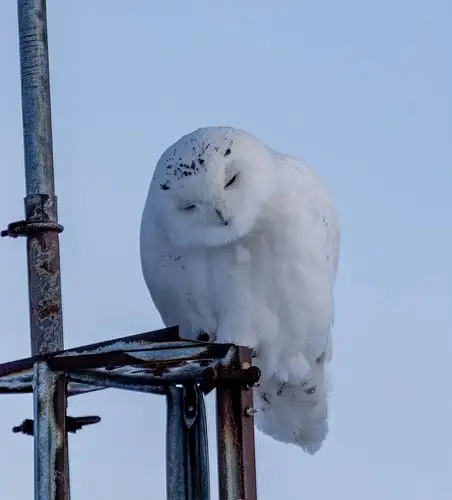 雪鸮(snowy owl)冬天在安省南部很多见