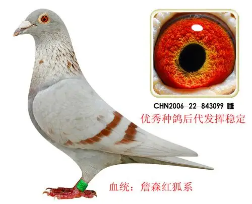 詹森红狐系种鸽099!