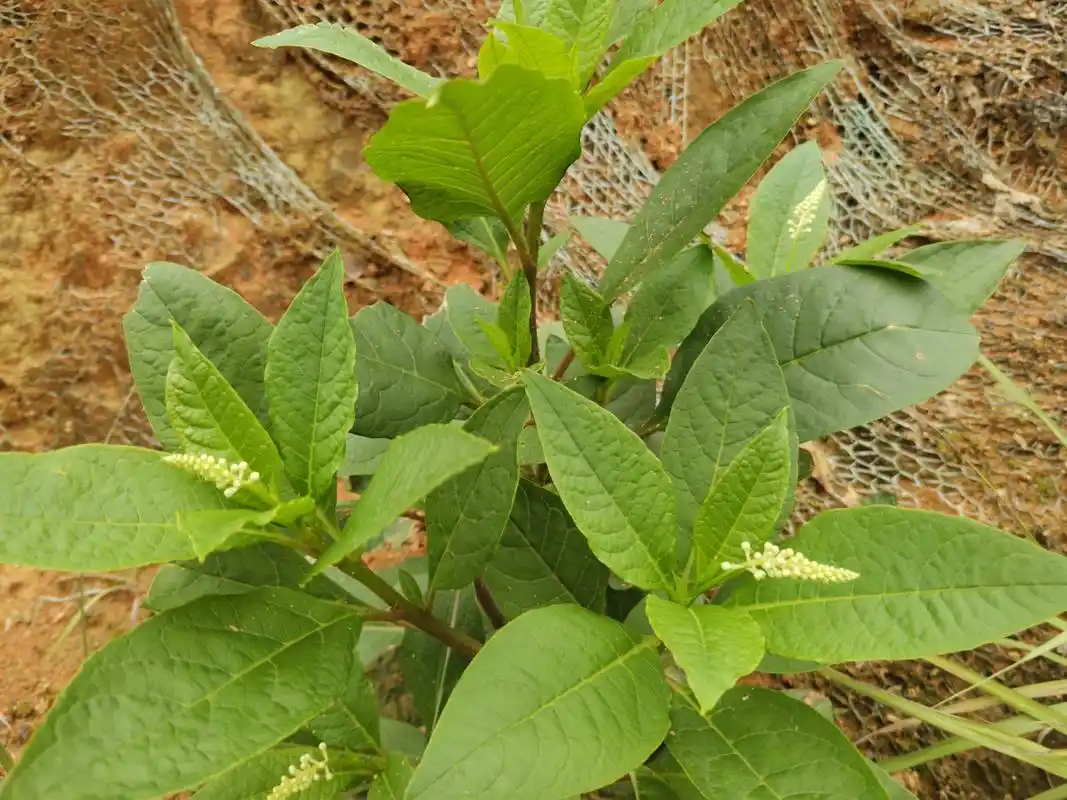 小道旁的野菜:野红参