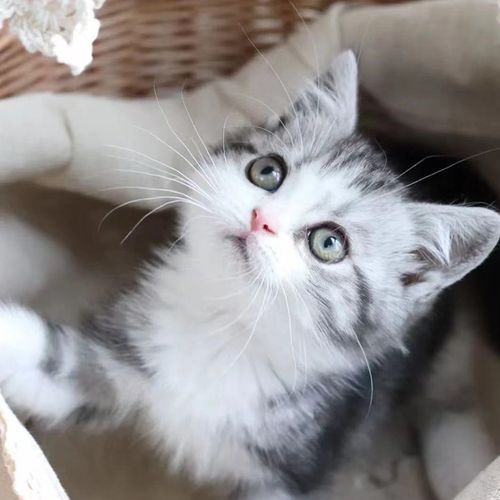 纯种美短猫起司活体美国标虎斑猫加白起司猫cfa猫舍矮脚黑猫幼崽