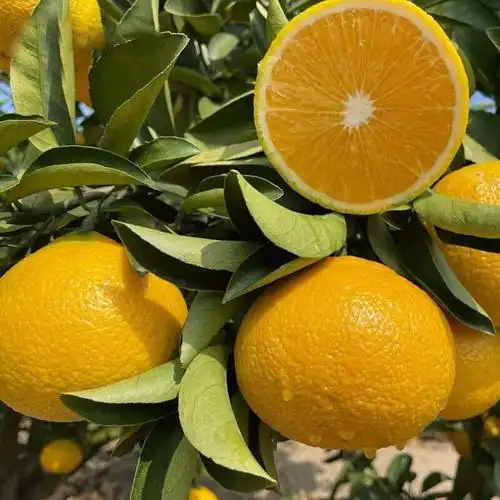 福建甜桔柚 下火水果 新鲜柚当季水果 1个试吃装