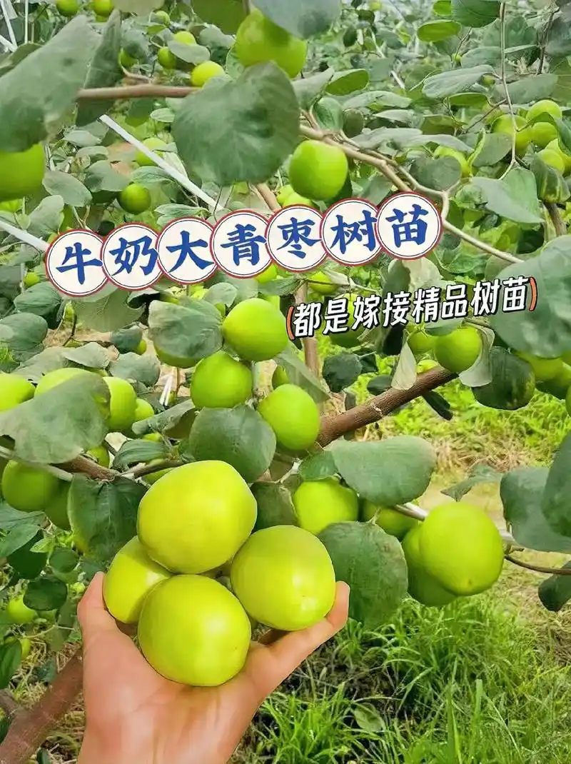 图文伙伴计划2024 牛奶大青枣嫁接果树苗,地栽盆栽南北方 - 抖音