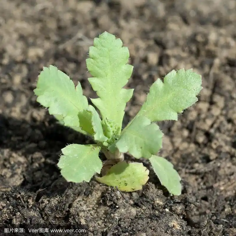 罂粟;罂粟花;果实;幼苗