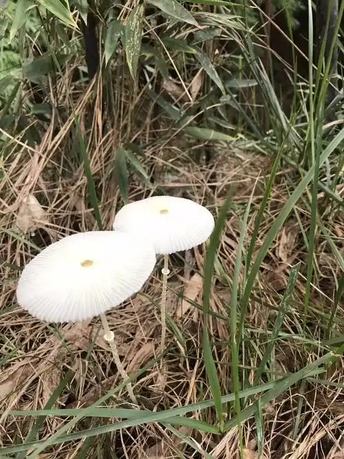 如图伞状白色菌类名称
