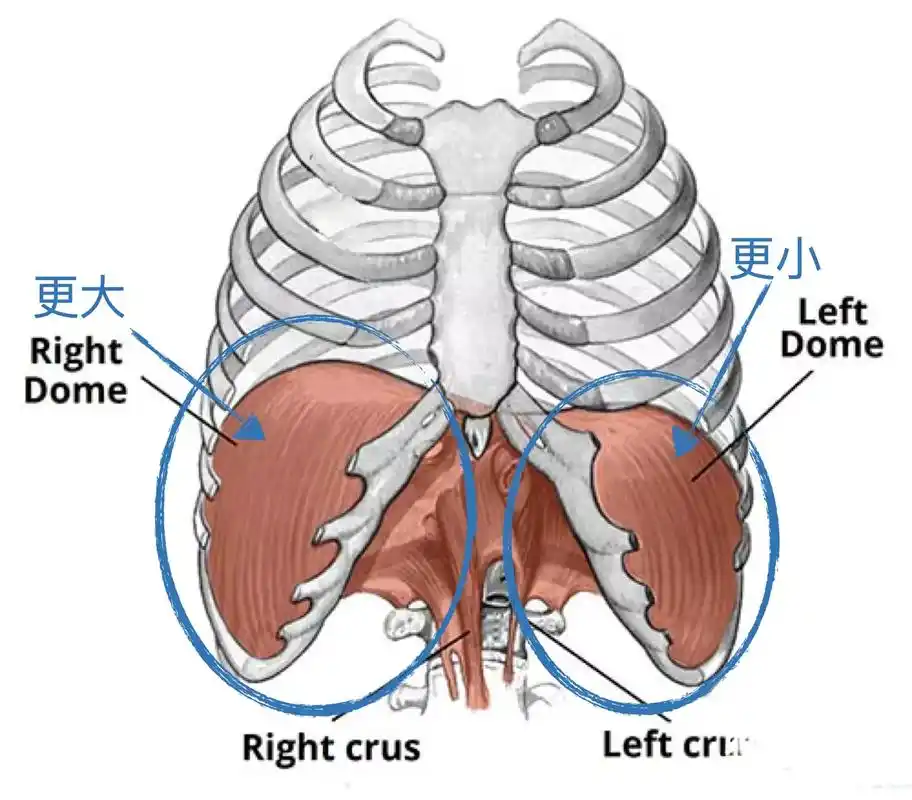 1 膈肌不对称:右侧膈肌大于左侧膈肌膈肌的不对称对胸廓(肋骨 - 抖音