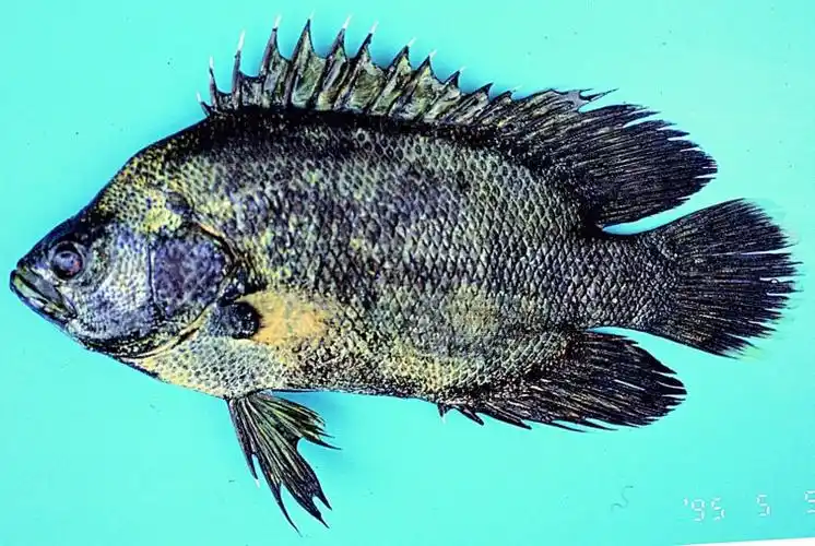 p> a href="#">松鲷科 /a>,为 a href="#" data-lemmaid="2520993">