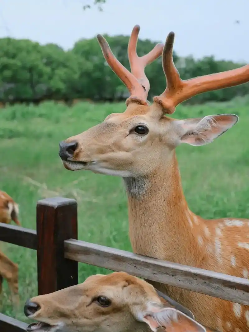 全绍兴首家森系鹿公园金帝星隆城