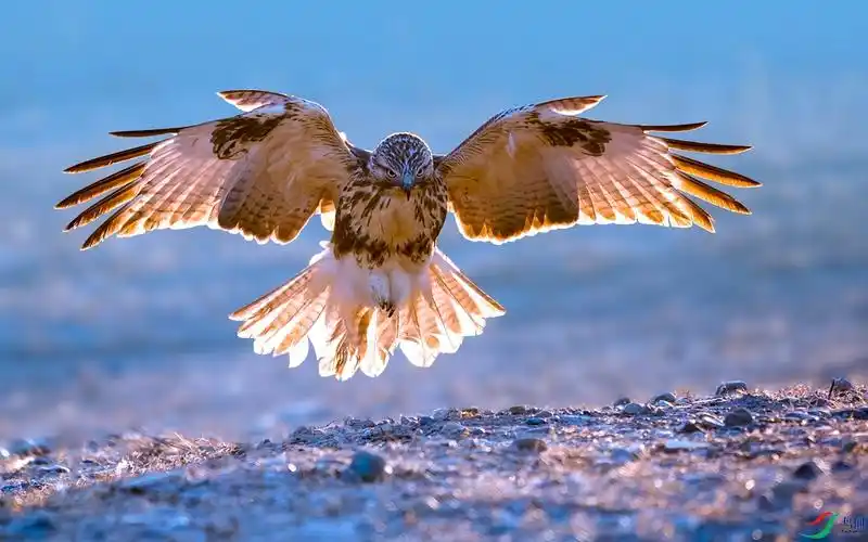 普通鵟荣获首页精华