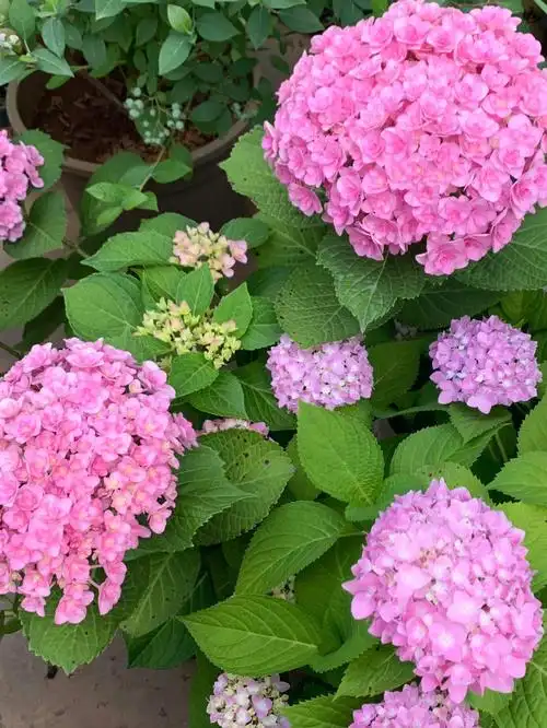 月季花期已过现在是看绣球的时候啦去年买的太阳神殿今年开的花巨大一