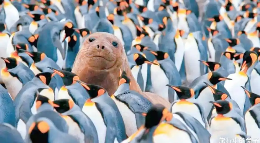 原创南极蕴藏着5亿吨深海黄金中国或成最大受益者