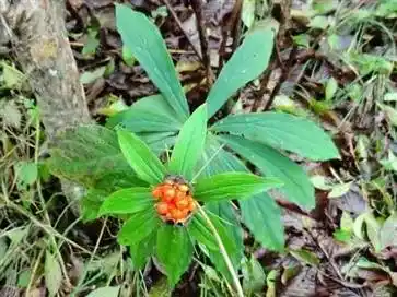 七叶一枝花有什么功效和作用 七叶一枝花的功效与作用