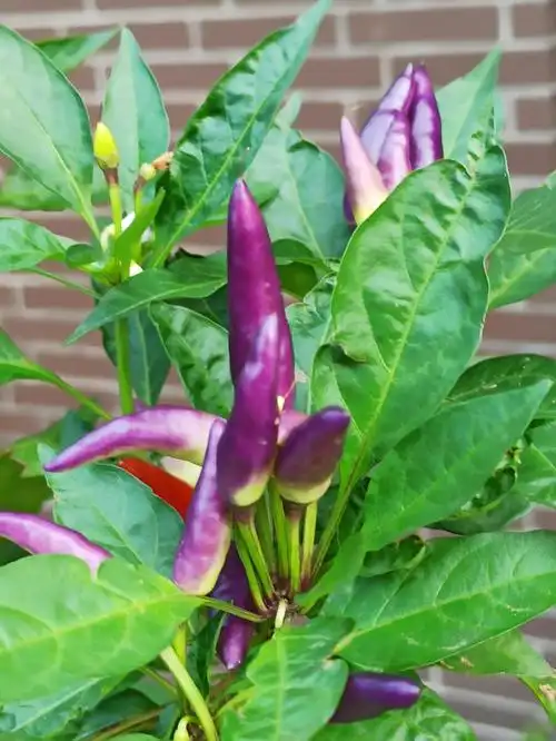 朝天椒 - 鸿雁yan - 图虫