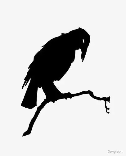 黑色乌鸦免抠png素材透明免抠图片-动植人物