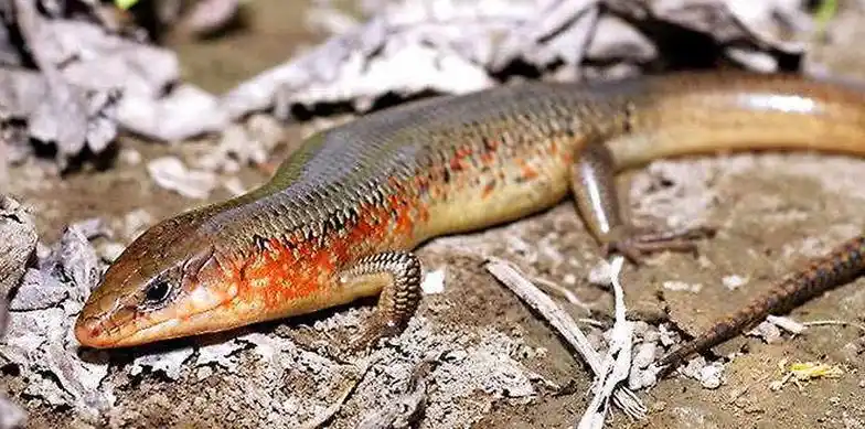 p>帝王蛇蜥,学 名ophisaurus apodus,是一种以昆虫,蜘蛛,蚯蚓,蜗牛