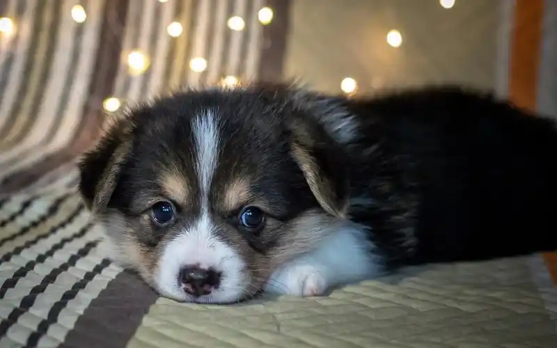 呆萌可爱狗狗图片高清电脑壁纸